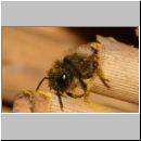 Osmia bicornis - Rote Mauerbiene 34.jpg